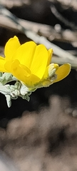 Genista microphylla