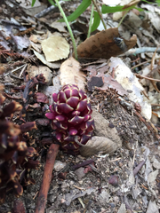 Kopsiopsis strobilacea