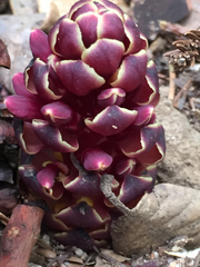 Kopsiopsis strobilacea