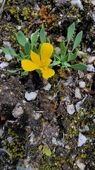 Alstroemeria pygmaea