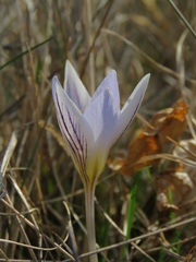 Crocus variegatus