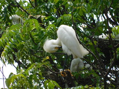 Egretta thula