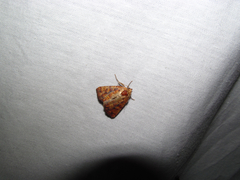 Perigea xanthioides