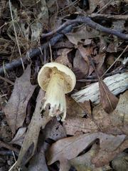 Tricholoma odorum