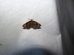 Gandaritis atricolorata