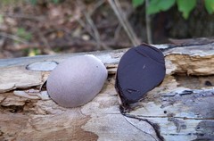 Lycogala flavofuscum