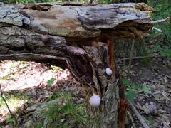 Lycogala flavofuscum