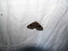 Gandaritis atricolorata