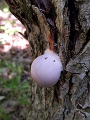 Lycogala flavofuscum