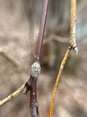 Neolasioptera cornicola