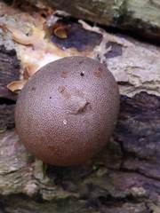 Lycogala flavofuscum