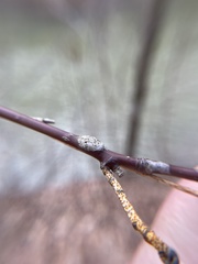 Neolasioptera cornicola