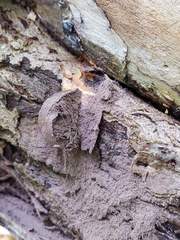 Lycogala flavofuscum