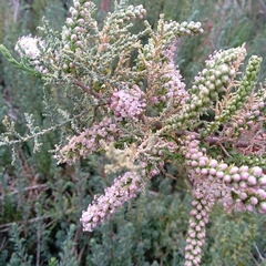 Tamarix tetragyna