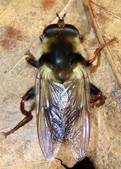 Criorhina verbosa