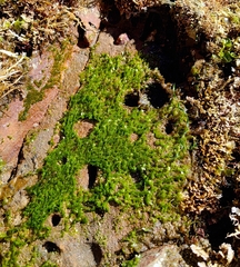 Ulva californica