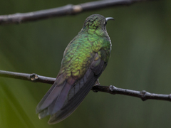 Chalybura buffonii