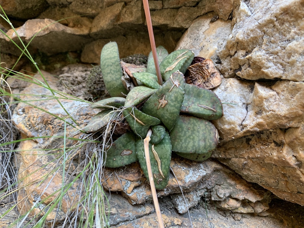 Swartberg Oxtongue