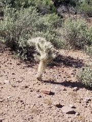 Cylindropuntia bigelovii