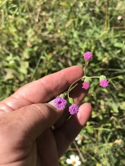 Emilia sonchifolia image