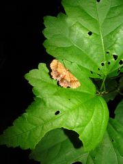 Cepphis armataria