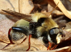 Criorhina verbosa