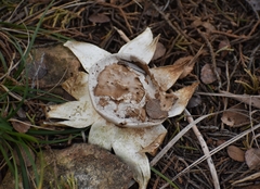 Myriostoma