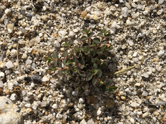 Euphorbia polycarpa