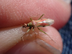 Nabis viridulus