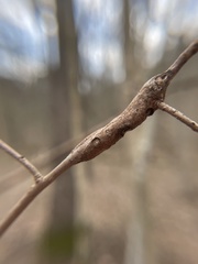 Neolasioptera linderae