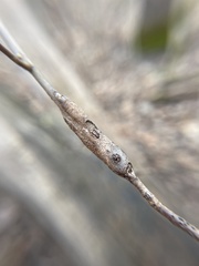 Neolasioptera linderae