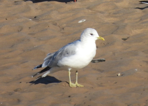 Gaviota cana (Larus canus)