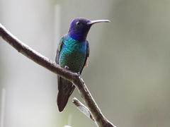 Chrysuronia oenone