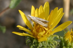 Isophrictis magnella
