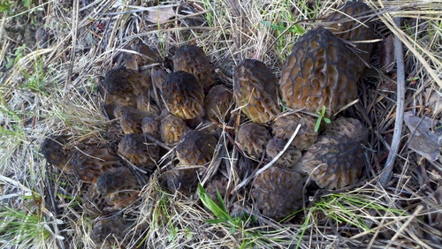 Black Morels