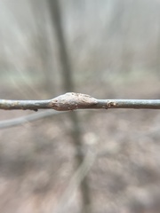 Neolasioptera linderae