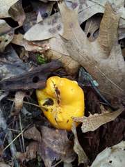 Cantharellus phasmatis