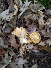 Cantharellus phasmatis