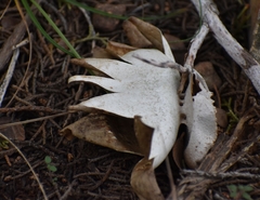 Myriostoma