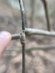 Neolasioptera linderae