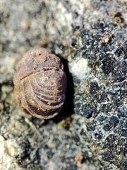 Eluma tuberculata