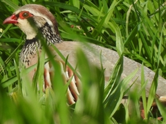 Alectoris rufa hispanica