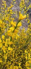 Genista polyanthos