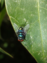 Chrysomya chloropyga