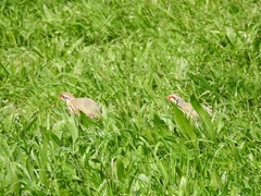 Alectoris rufa hispanica