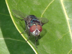 Chrysomya chloropyga