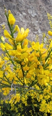 Genista polyanthos