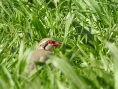 Alectoris rufa hispanica