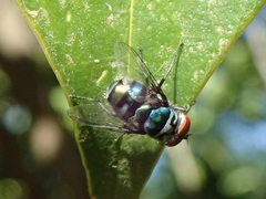 Chrysomya chloropyga