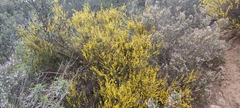 Genista polyanthos
